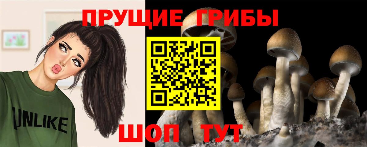 Галлюциногенные грибы Psilocybine cubensis Ковров